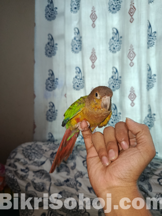 Qunor